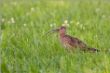 Brachvogel