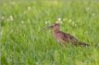 Brachvogel