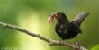 web©-F_Buescher_20120715_MG_2033.jpg