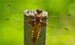 web©-F_Buescher_20120724_MG_2582.jpg