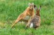 web©-F_Buescher_20130425FB__3996.jpg