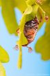 web©-F_Buescher_20130516FB__8142.jpg