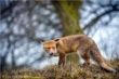 web©-Felix_Buescher-20170125-1DX_6076.jpg