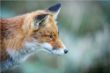 web©-Felix_Buescher-20170125-5D4_6905.jpg