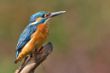 ©-F-Buescher_MG_5430.jpg