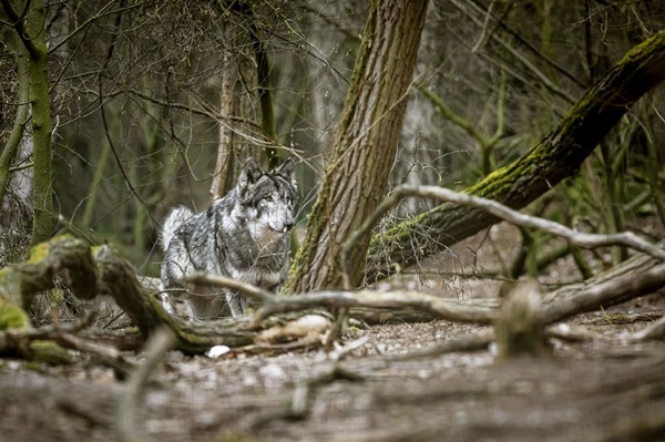Wölfe werden in der Wildnis ca.6 - 10 Jahre alt. Die anpassungsfähigen Raubtiere leben in unterschiedlichsten Gegenden der Welt - vom hohen Norden bis nach Zentralasien. Vor dem Menschen war der Wolf das weitverbreiteste Säugetier weltweit! Wölfe werden in der Wildnis ca.6 - 10 Jahre alt. Die anpassungsfähigen Raubtiere leben in unterschiedlichsten Gegenden der Welt - vom hohen Norden bis nach Zentralasien. Vor dem Menschen war der Wolf das weitverbreiteste Säugetier weltweit!