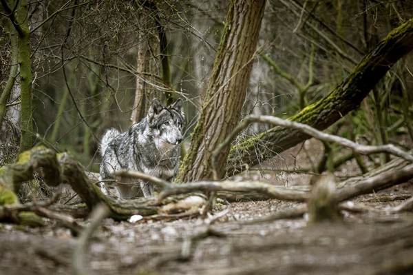 Wölfe werden in der Wildnis ca.6 - 10 Jahre alt. Die anpassungsfähigen Raubtiere leben in unterschiedlichsten Gegenden der Welt - vom hohen Norden bis nach Zentralasien. Vor dem Menschen war der Wolf das weitverbreiteste Säugetier weltweit!