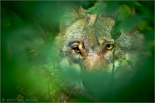 Im Mittelalter gab es oft Wolfsplagen. Die Tiere wurden angezogen von Krankheiten wie der Pest, aber auch von Hungersnöten und insbesondere durch die grausamen Kriege seinerzeit. Wölfe wurden zum Sinnbild für all das Böse schlechthin. Sehr oft lagen allerdings Wahrheit und Dichtung nahe beieinander. 