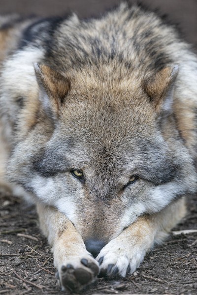 Keine Angst vor dem Wolf, oder doch? Ein Wolf hört und sieht gut und ist sehr scheu. Der „wilde“ Wolf fürchtet den Menschen und geht ihm aus dem Wege. Gefährlich können die Raubtiere werden, wenn sie angefüttert wurden und sich an den Menschen gewöhnt, oder gelernt haben, wie leicht es ist, ungesicherte Weidetiere zu erlegen. Keine Angst vor dem Wolf, oder doch? Ein Wolf hört und sieht gut und ist sehr scheu. Der „wilde“ Wolf fürchtet den Menschen und geht ihm aus dem Wege. Gefährlich können die Raubtiere werden, wenn sie angefüttert wurden und sich an den Menschen gewöhnt, oder gelernt haben, wie leicht es ist, ungesicherte Weidetiere zu erlegen.