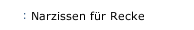 Narzissen für Recke